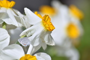 11th Apr 2020 - Hiding in the Daffodils