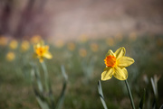 10th Apr 2020 - Daffodil Field