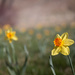 Daffodil Field by tina_mac