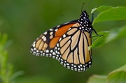 7th Apr 2020 - Monarch