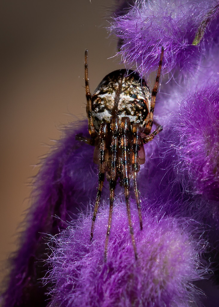 Spider Macro by nicoleweg