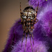 Spider Macro by nicoleweg