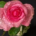 My Valentine's Rose by ludwigsdiana