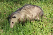 2nd Apr 2020 - Possum