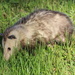 Possum by cjwhite