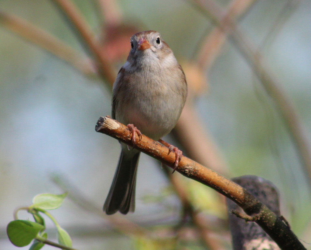 A Field Sparrow by cjwhite