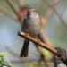 A Field Sparrow by cjwhite