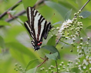 6th Apr 2020 - Zebra Swallowtail