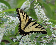 8th Apr 2020 - Yellow Swallowtail