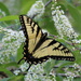 Yellow Swallowtail by cjwhite