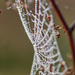 Another Cobweb by yorkshirekiwi