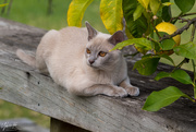 11th Apr 2020 - Chilling under the lemon tree