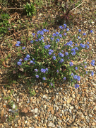 10th Apr 2020 - Forget-me-not