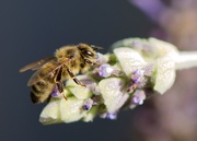 11th Apr 2020 - The Bees Were Busier Than Me DSC_1441