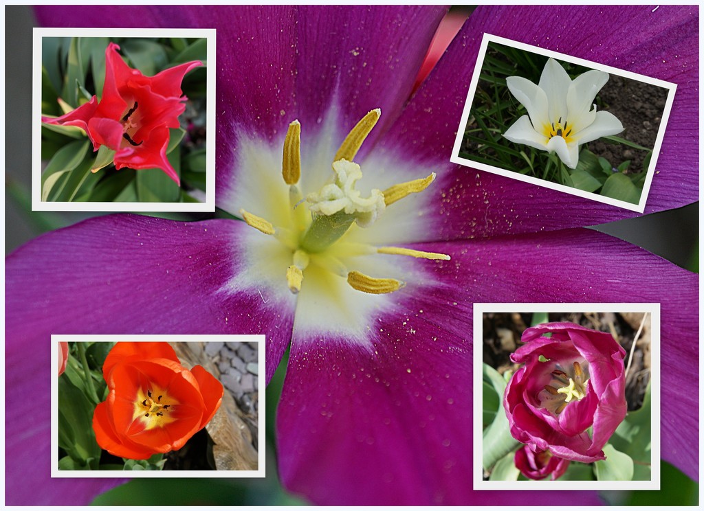 a collage of tulips by quietpurplehaze