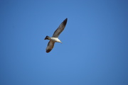 11th Apr 2020 - Seagull In The Bosque.