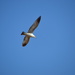 Seagull In The Bosque. by bigdad