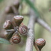 Gumnuts by kgolab