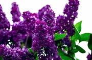 11th Apr 2020 - Lilac