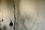 11th Apr 2020 - Milkweed at the Pond