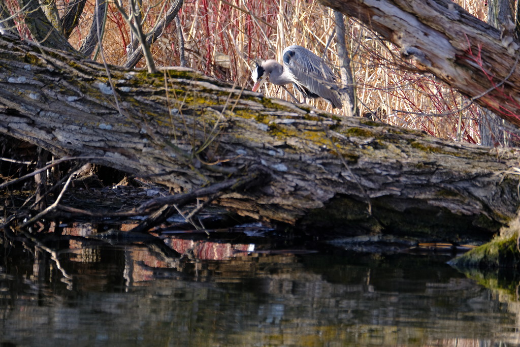 Heron Hunting by tosee
