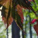 Maple Leaves and Pods by k9photo