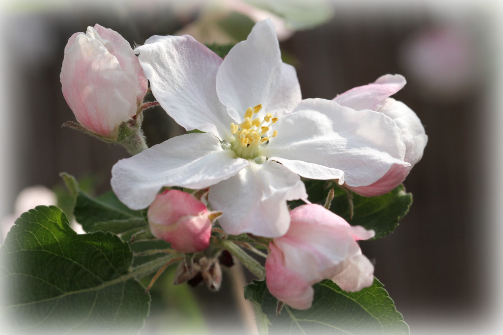 Apple Blossom by bybri