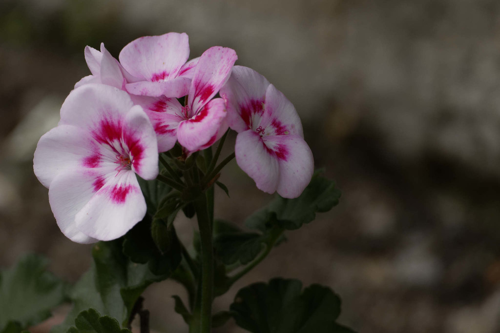 Confinement, day 26 (Just a geranium) by laroque