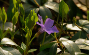 11th Apr 2020 - periwinkle 