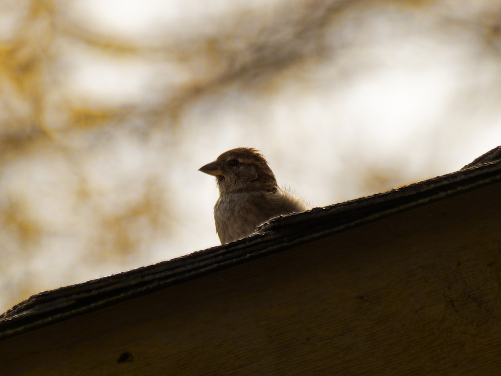 moody house sparrow by rminer