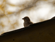 11th Apr 2020 - moody house sparrow