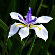 12th Apr 2020 - Beautiful Iris ~       