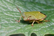 11th Apr 2020 - GREEN SHIELD BUG 