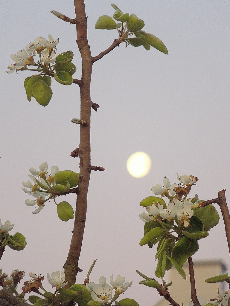 The pear tree and the Moon by etienne