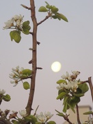 11th Apr 2020 - The pear tree and the Moon