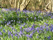 11th Apr 2020 - Bluebell time