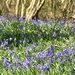 Bluebell time by julienne1