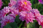 12th Apr 2020 - Pink flower