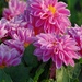 Pink flower by dawnbjohnson2