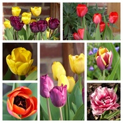 11th Apr 2020 - Tulips
