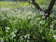 11th Apr 2020 - Wild garlic in the orchard