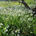 Wild garlic in the orchard by etienne