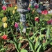 Tulips from Amsterdam by bizziebeeme