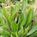 Ribwort Plantain by oldjosh