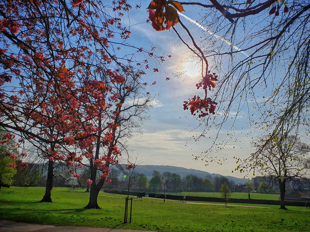 Morning sun at the park  by isaacsnek