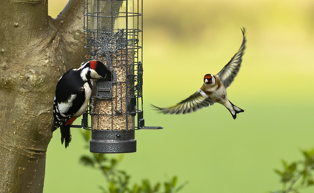 Greater Spotted Woodpecker and Goldfinch  by shepherdmanswife