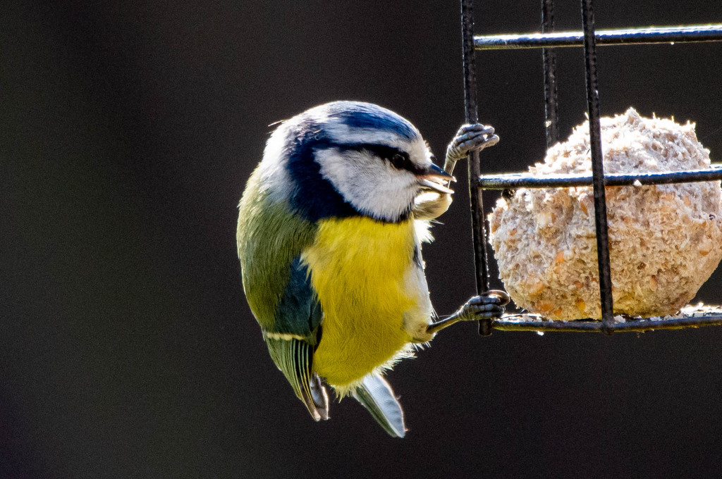 Blue tit and Fat ball by stevejacob