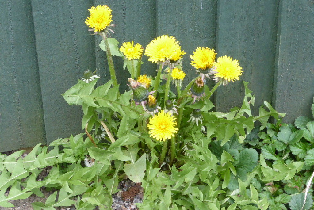 Dandelions are like marmite by speedwell