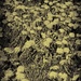 Weeds. by gamelee