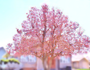 11th Apr 2020 - Painterly Magnolia